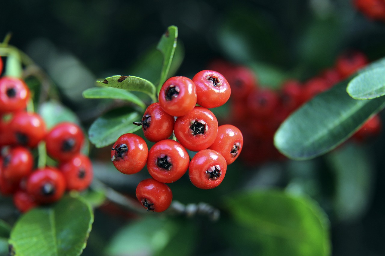 格林的崛起 格林的崛起